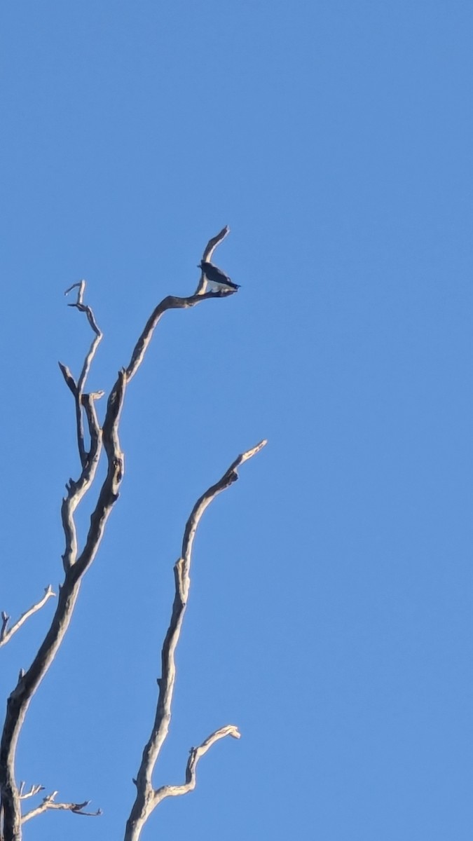 White-breasted Woodswallow - ML618520788
