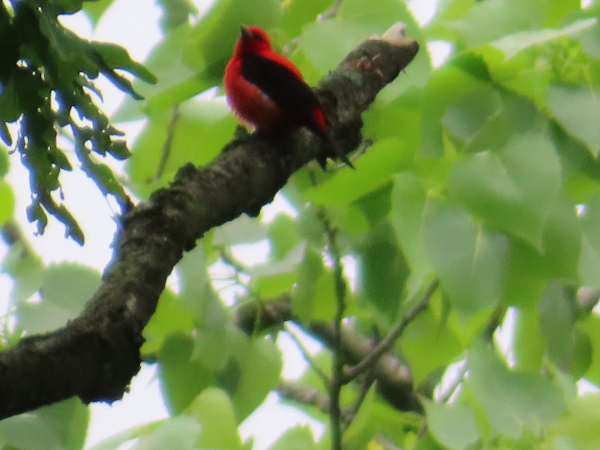 Scarlet Tanager - ML618520812
