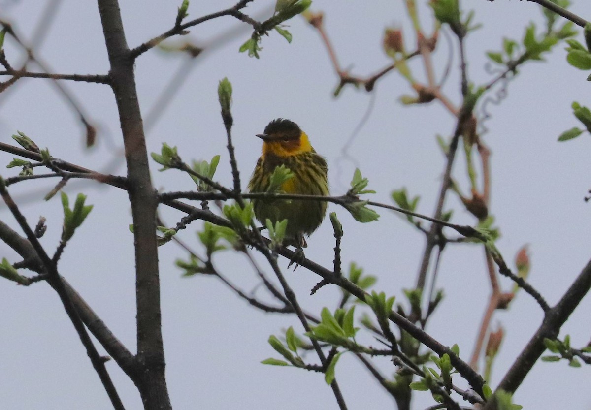 Cape May Warbler - ML618520857