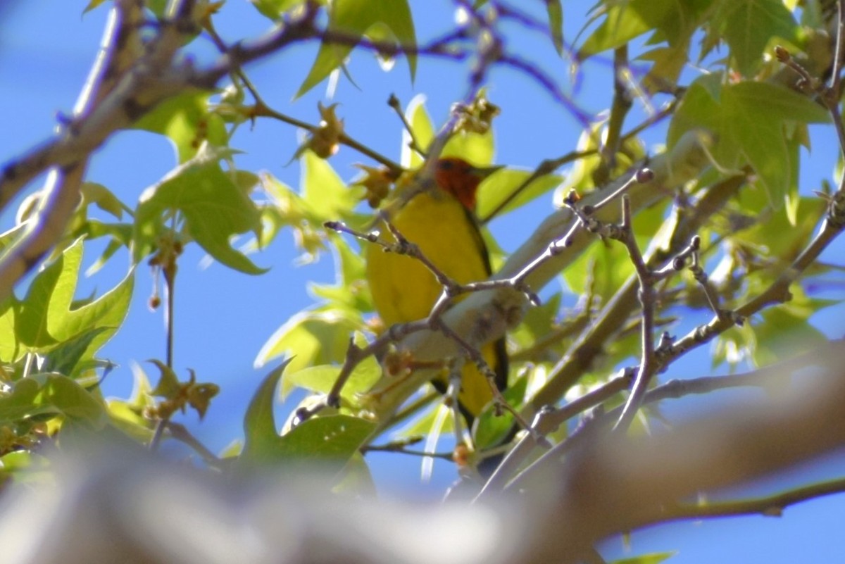 Western Tanager - ML618520880