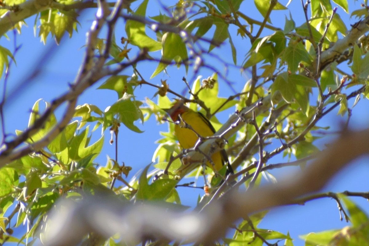 Western Tanager - ML618520881