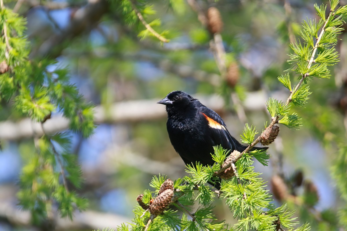 Red-winged Blackbird - ML618520885