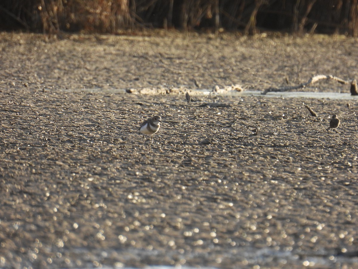 Two-banded Plover - ML618520894