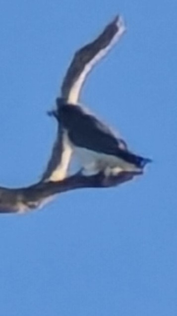 白胸燕鵙 - ML618520898