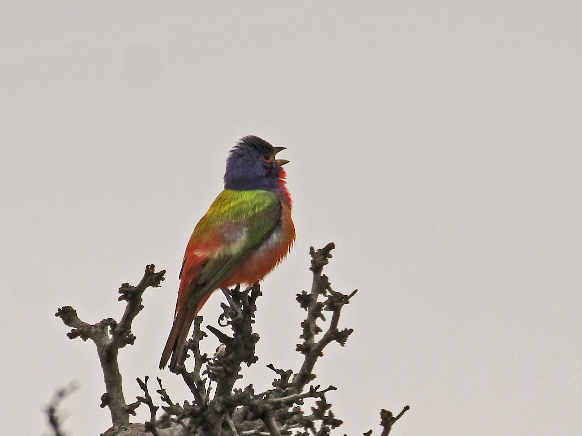 Painted Bunting - ML618520930