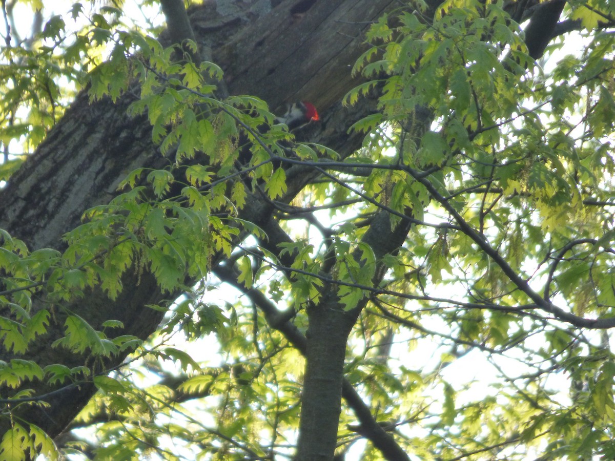 Pileated Woodpecker - ML618520971
