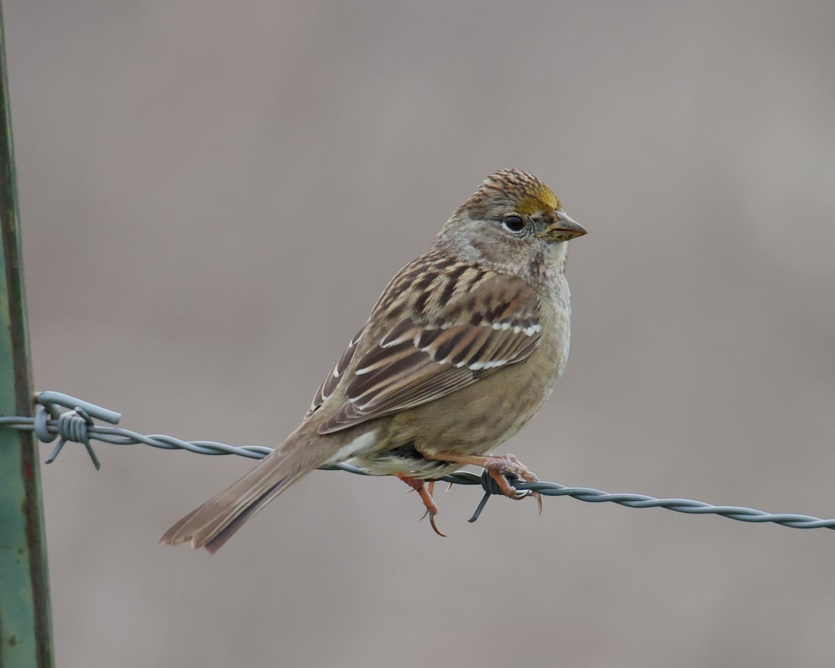 Golden-crowned Sparrow - ML618521003