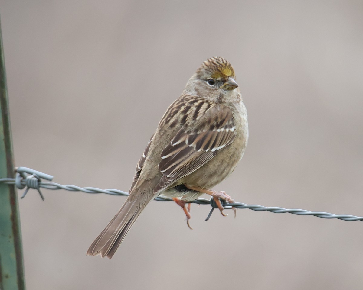 Golden-crowned Sparrow - ML618521004