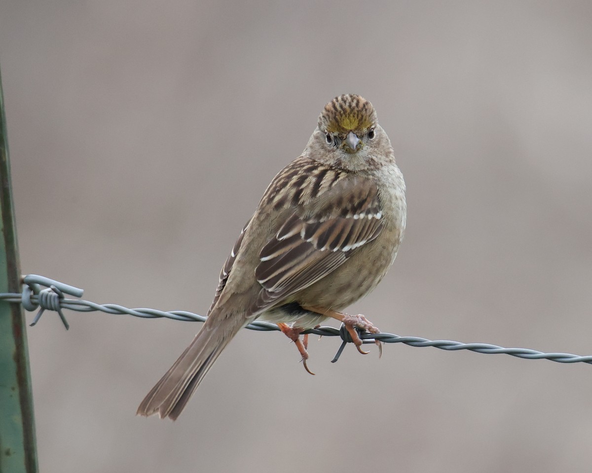 Golden-crowned Sparrow - ML618521005