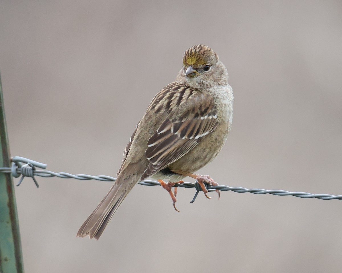 Golden-crowned Sparrow - ML618521006