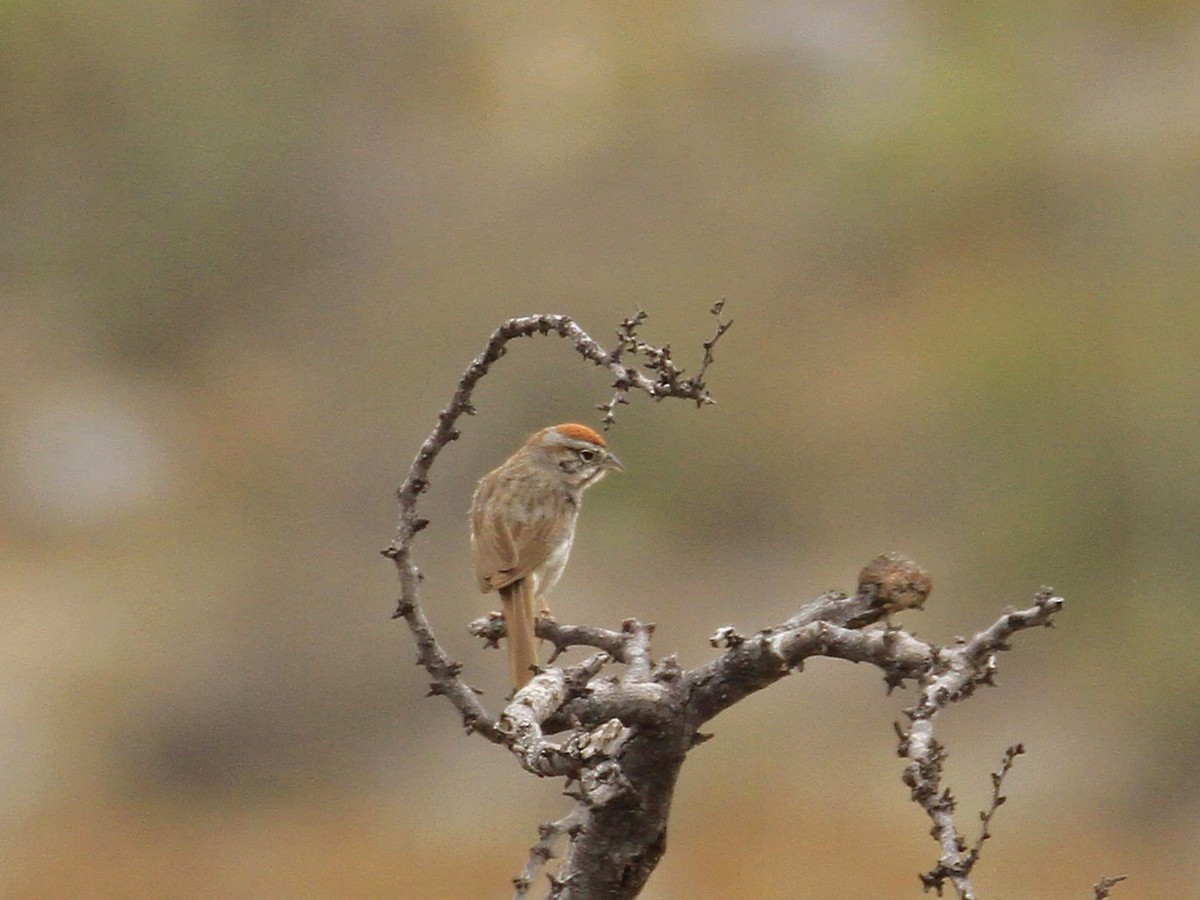 Rufous-crowned Sparrow - ML618521012