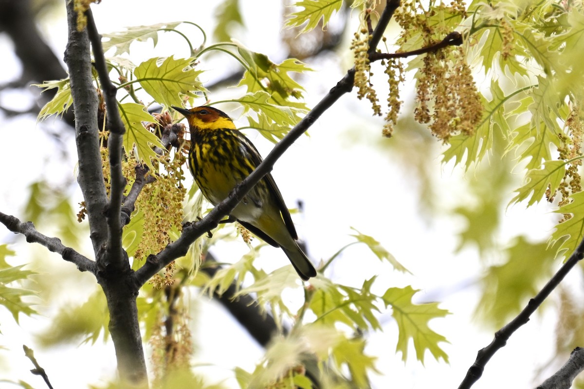 Cape May Warbler - ML618521016