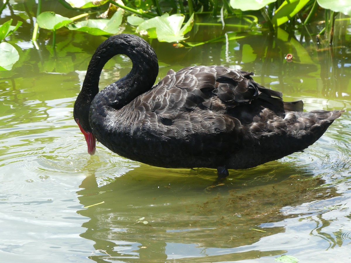 Black Swan - ML618521020