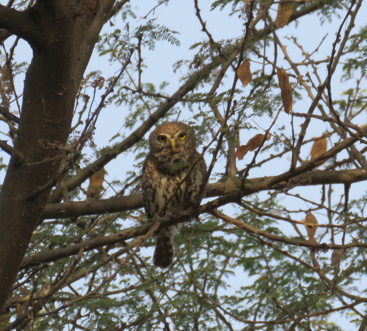 Pearl-spotted Owlet - ML618521041