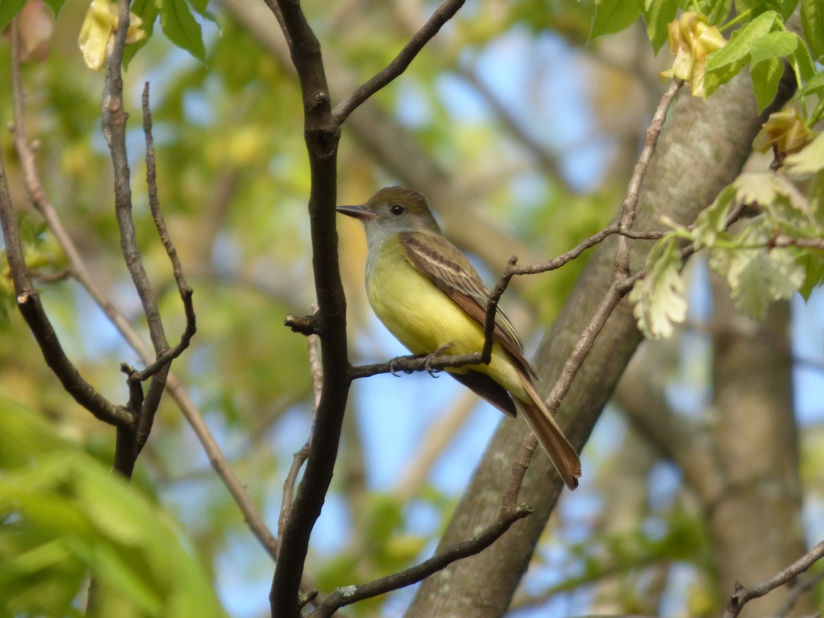 Great Crested Flycatcher - ML618521046