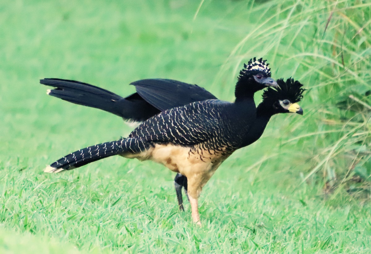 Bare-faced Curassow - ML618521055