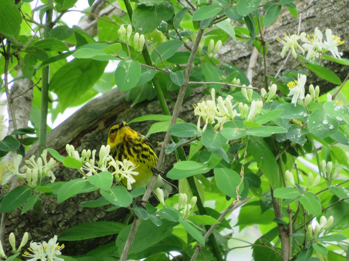 Cape May Warbler - ML618521067