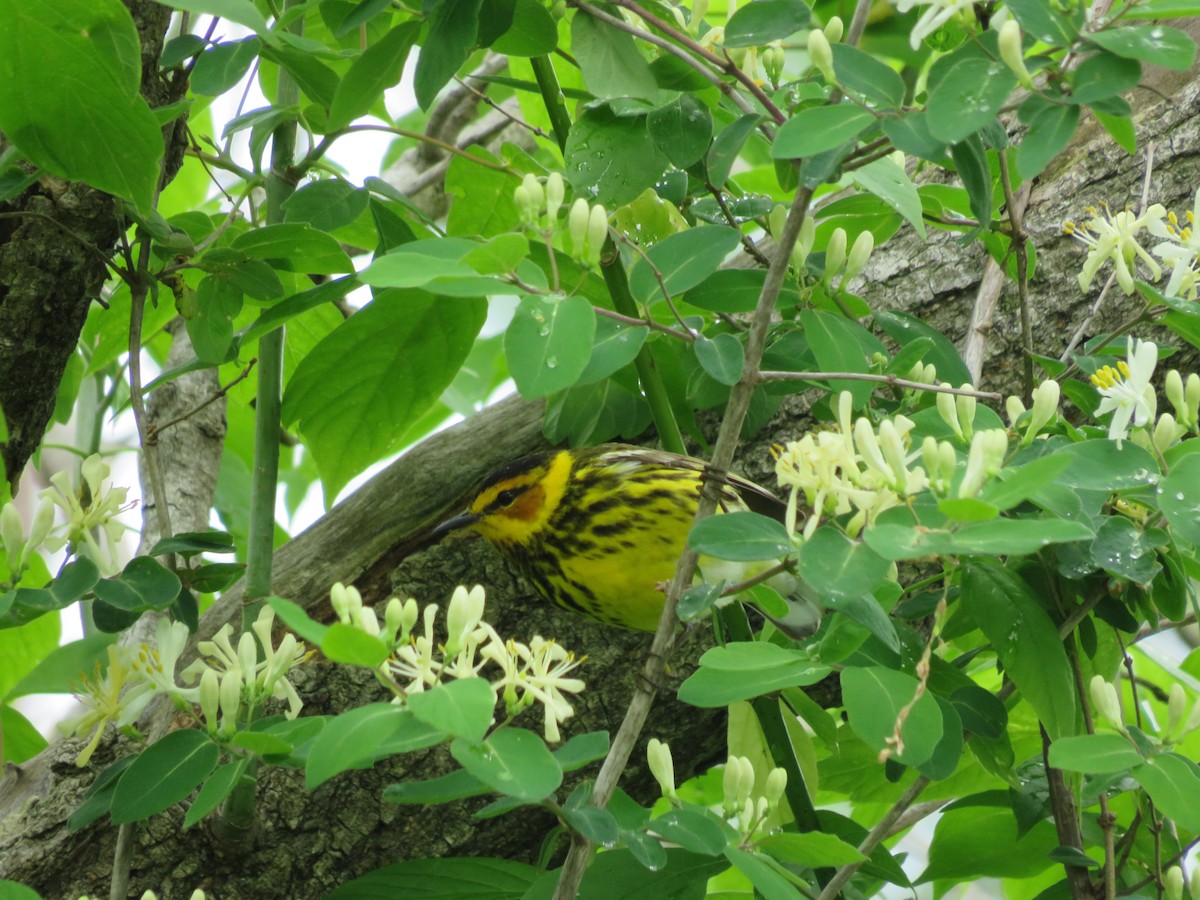 Cape May Warbler - ML618521068