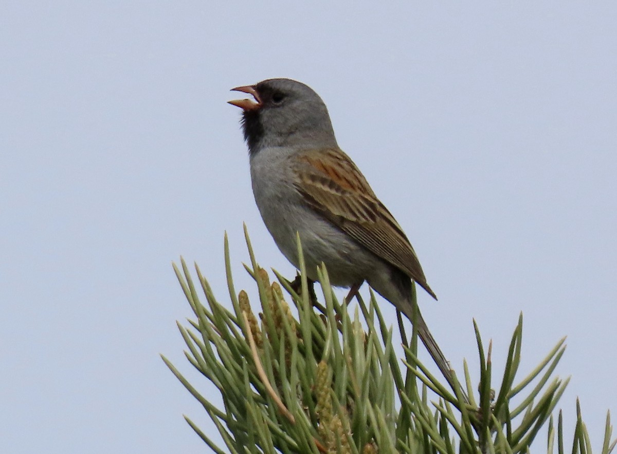 Black-chinned Sparrow - karen pinckard