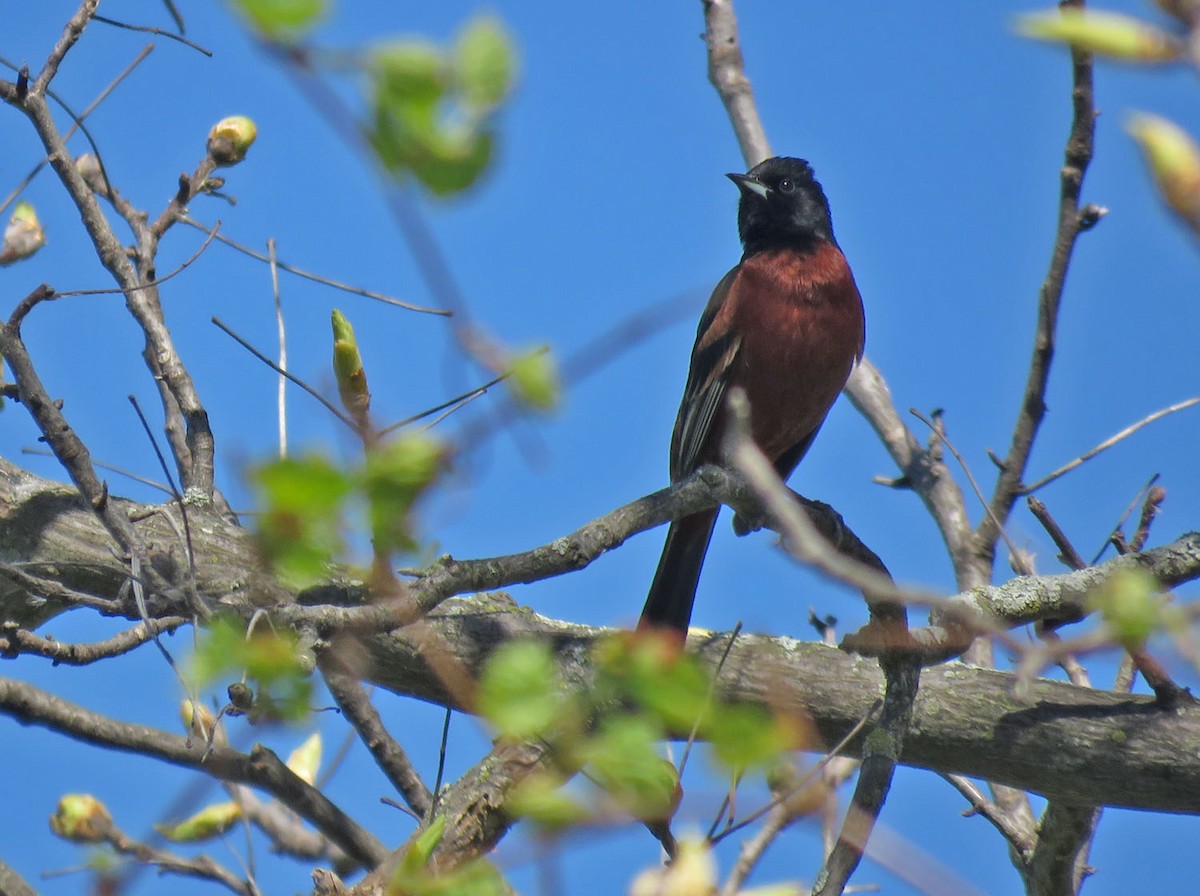 Orchard Oriole - ML618521105