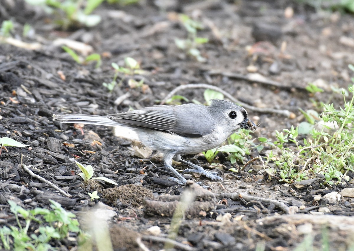 Tufted Titmouse - Dave  Sherman
