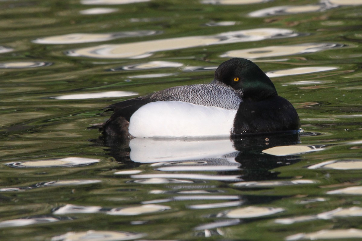 Greater Scaup - ML618521110