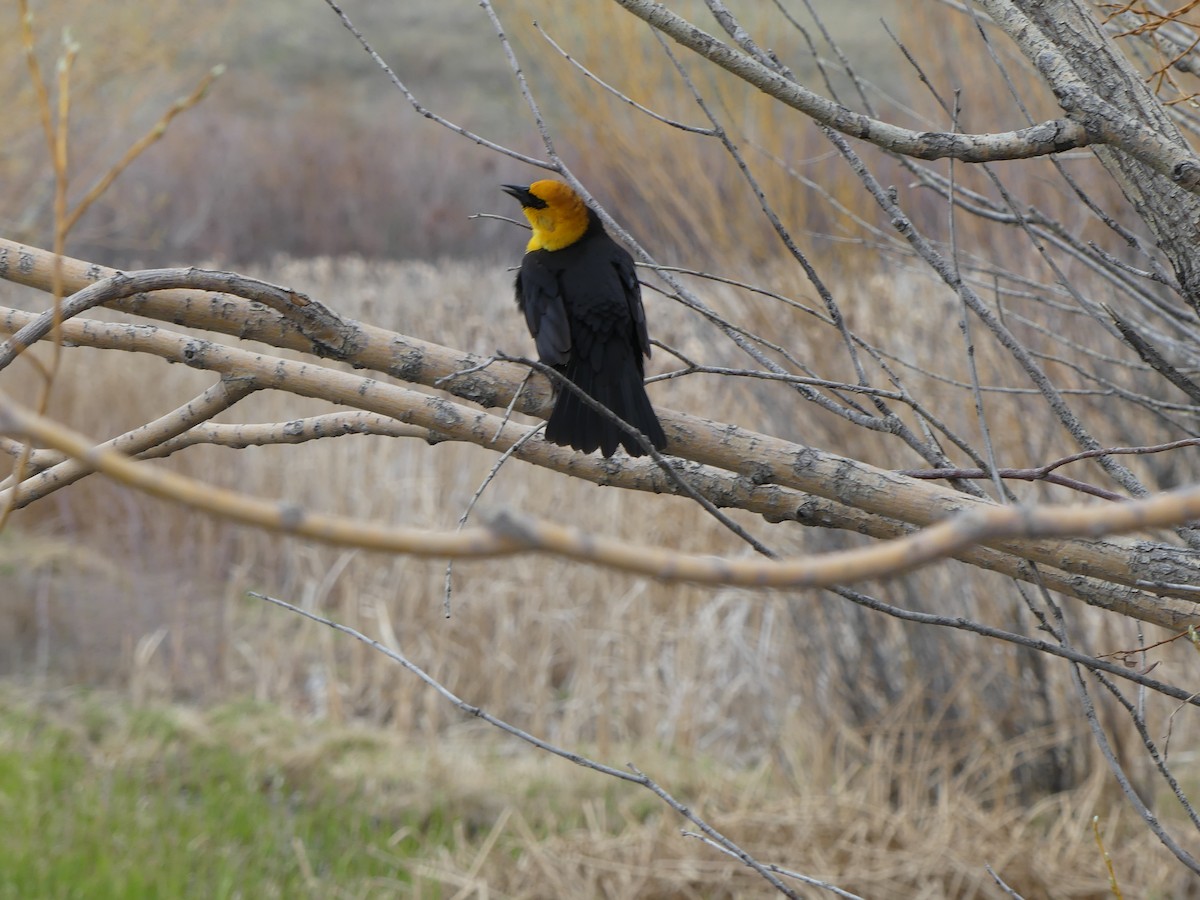 Yellow-headed Blackbird - ML618521113
