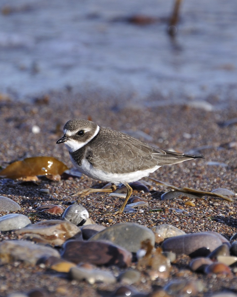 Semipalmated Plover - ML618521133