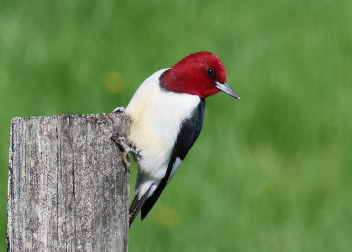 Red-headed Woodpecker - ML618521134