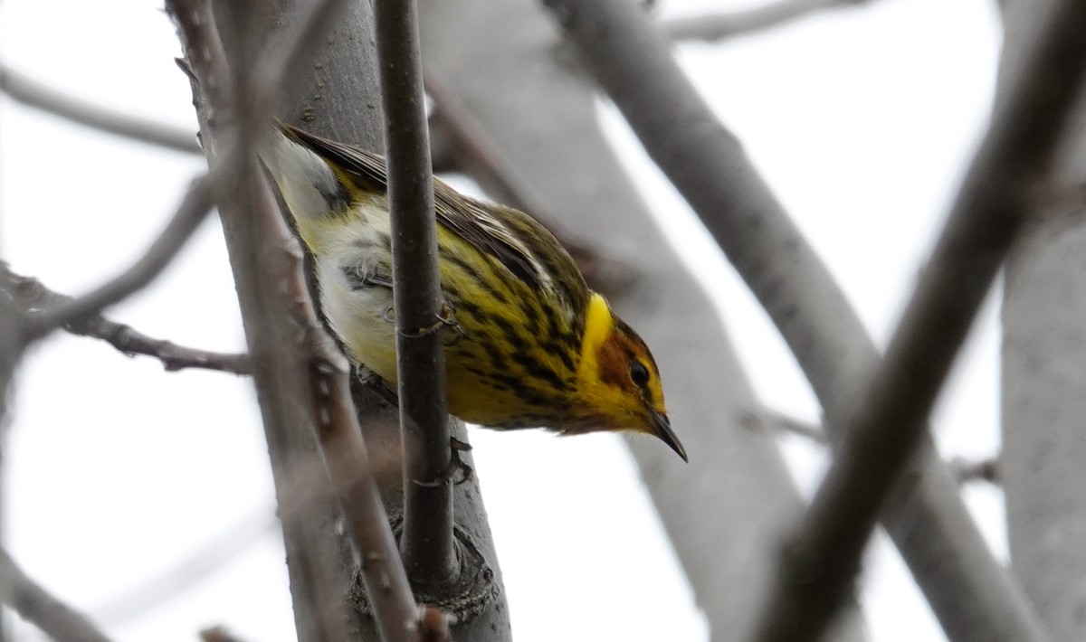 Cape May Warbler - ML618521151