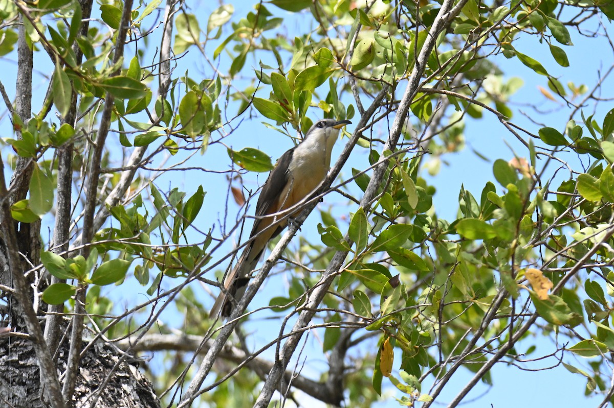 Mangrove Cuckoo - ML618521163