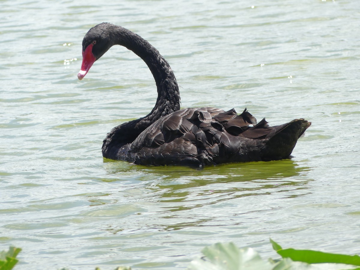 Black Swan - ML618521164