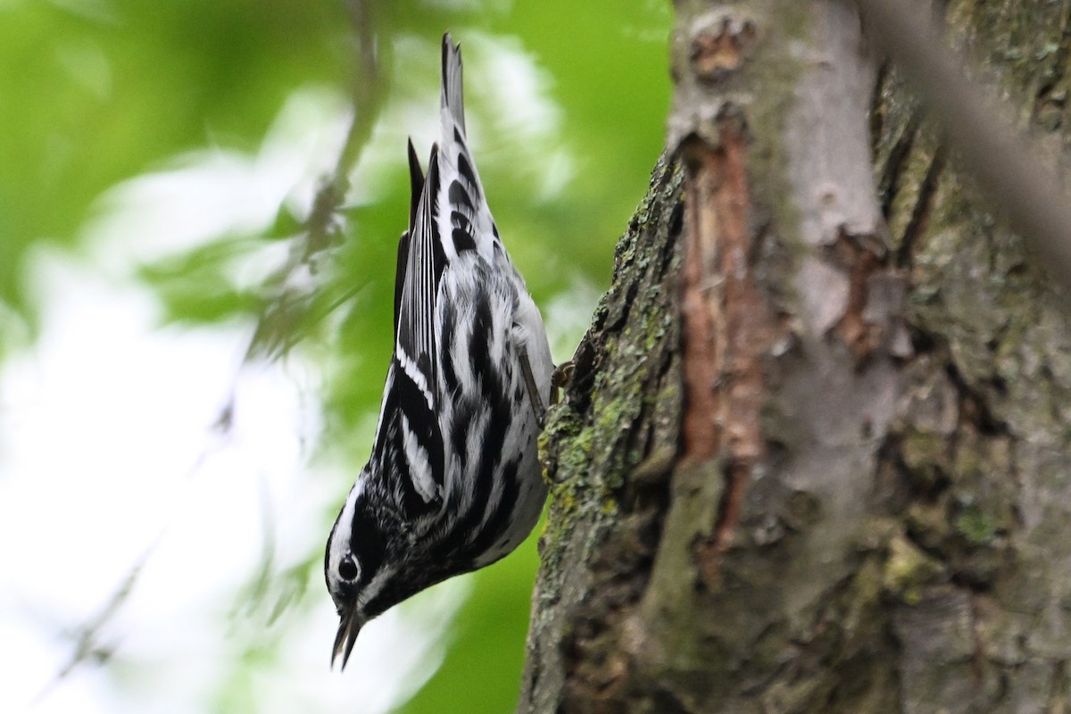Black-and-white Warbler - ML618521175