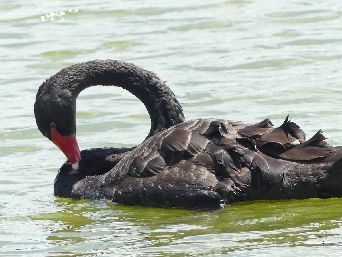 Black Swan - ML618521184