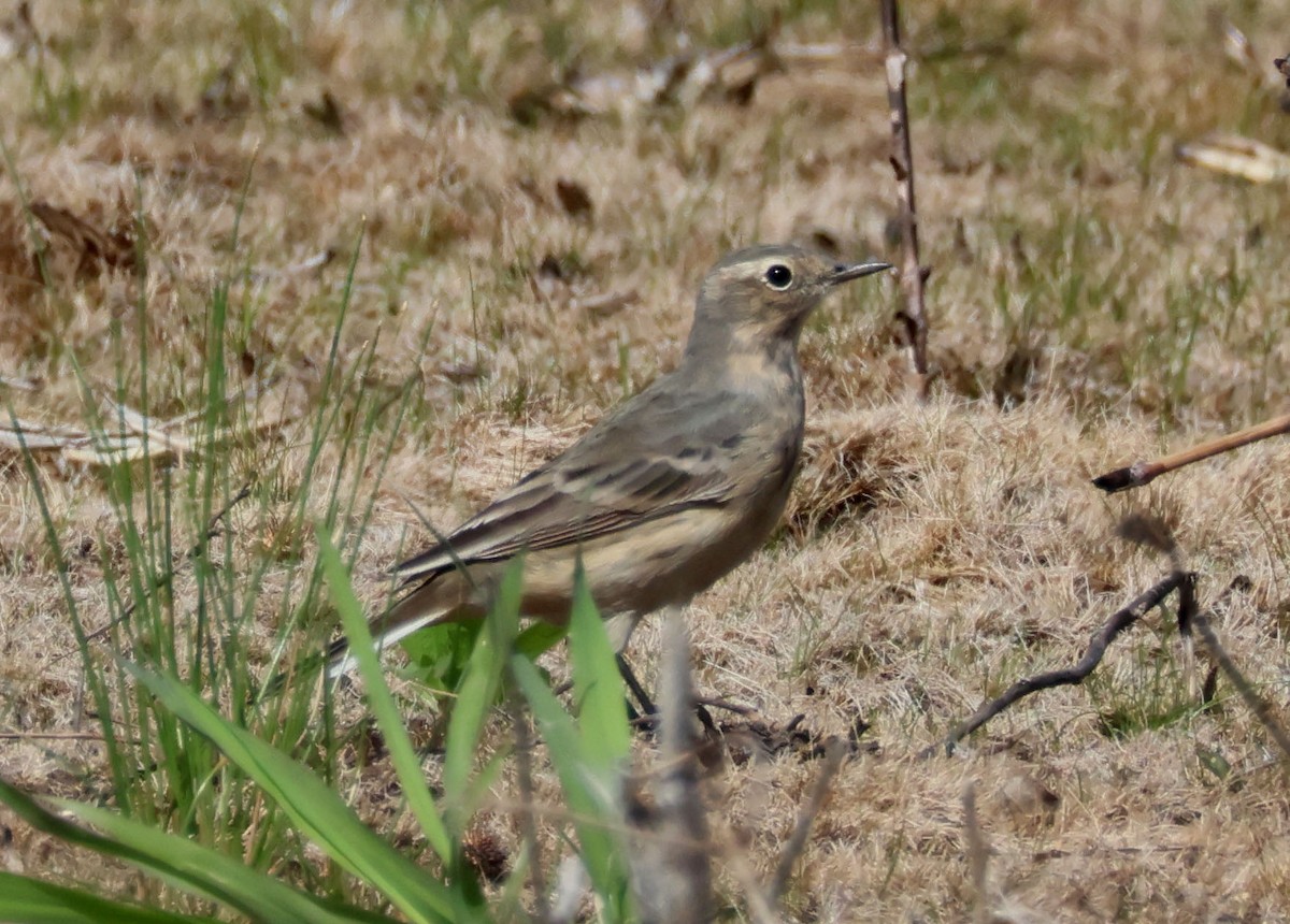 American Pipit - Mark  Brown