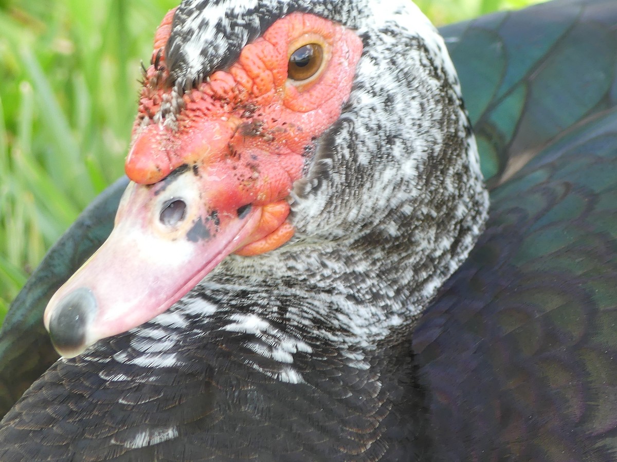 Muscovy Duck (Domestic type) - Betty Holcomb