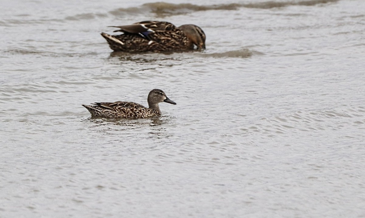 Blue-winged Teal - ML618521198