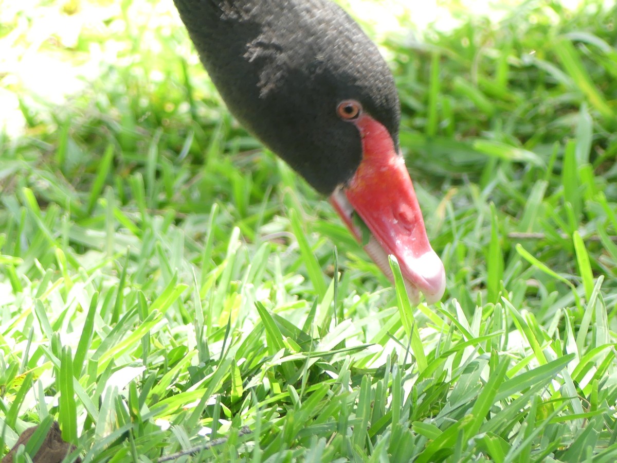 Black Swan - ML618521219