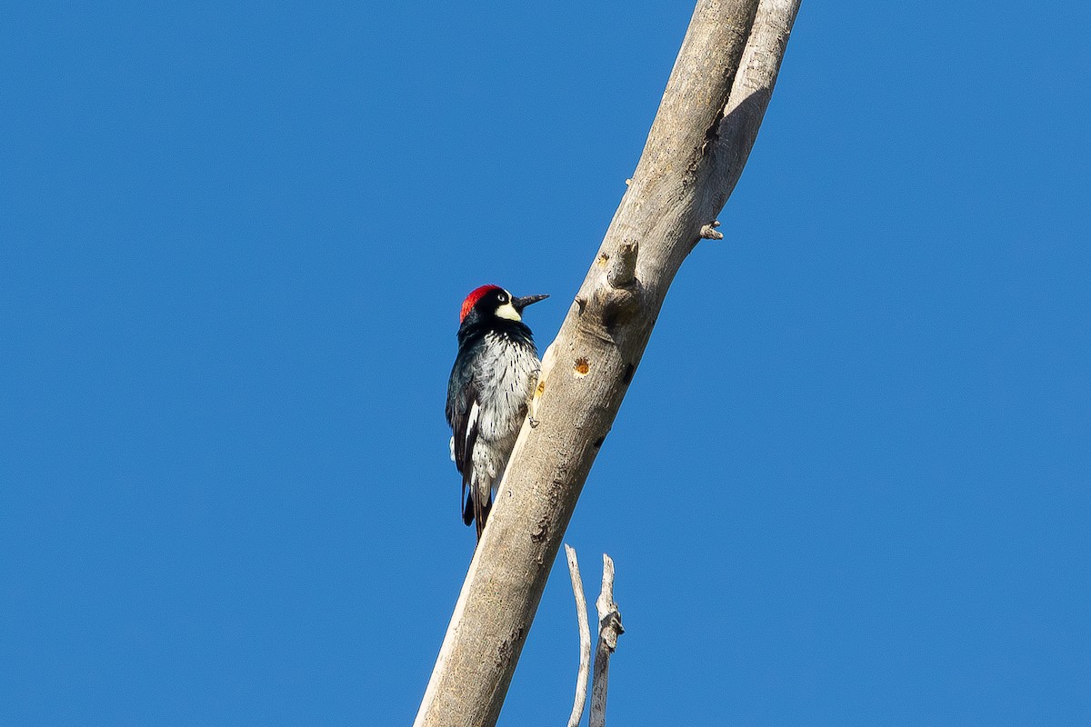 Acorn Woodpecker - ML618521220