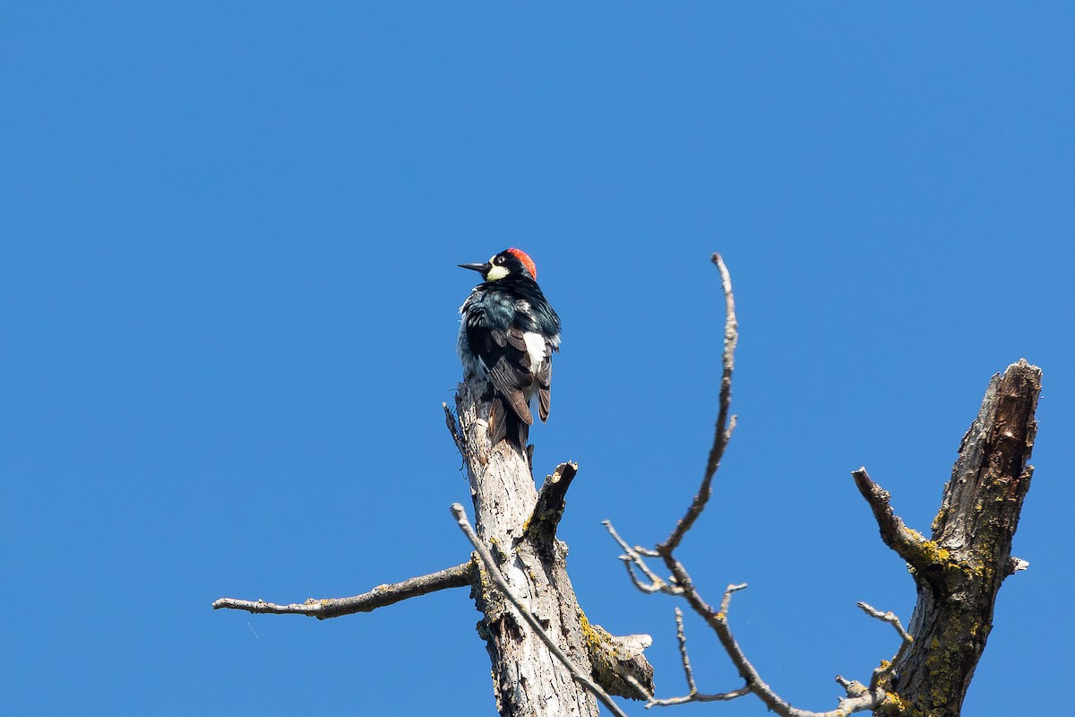 Acorn Woodpecker - ML618521221