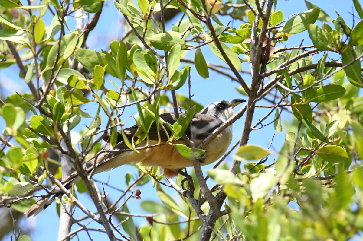 Mangrove Cuckoo - ML618521222