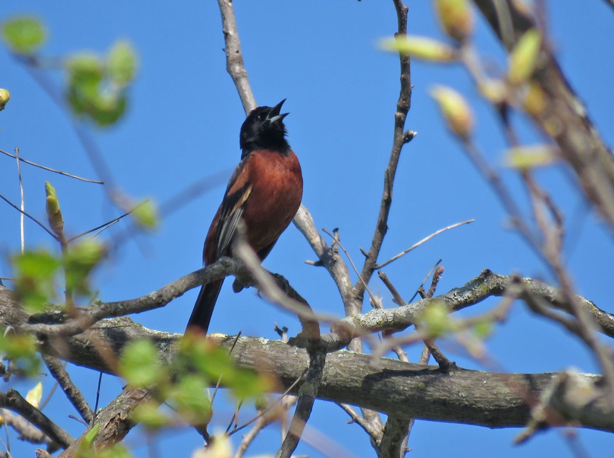 Orchard Oriole - ML618521223