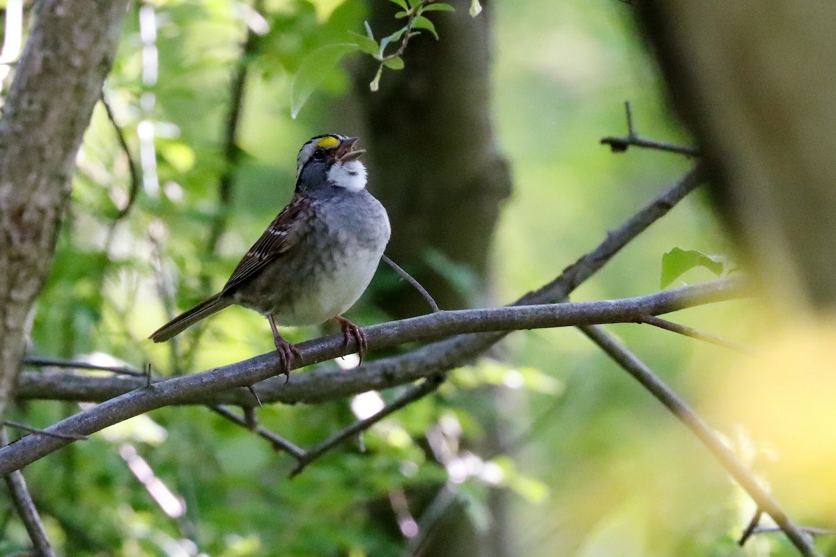 White-throated Sparrow - ML618521226