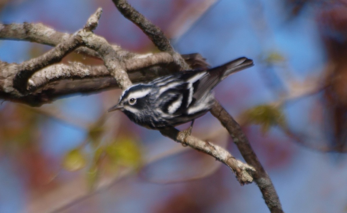 Black-and-white Warbler - ML618521235