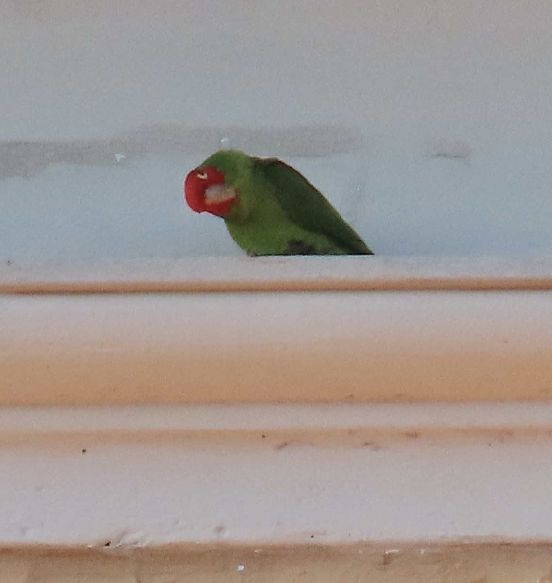 Red-masked Parakeet - ML618521274