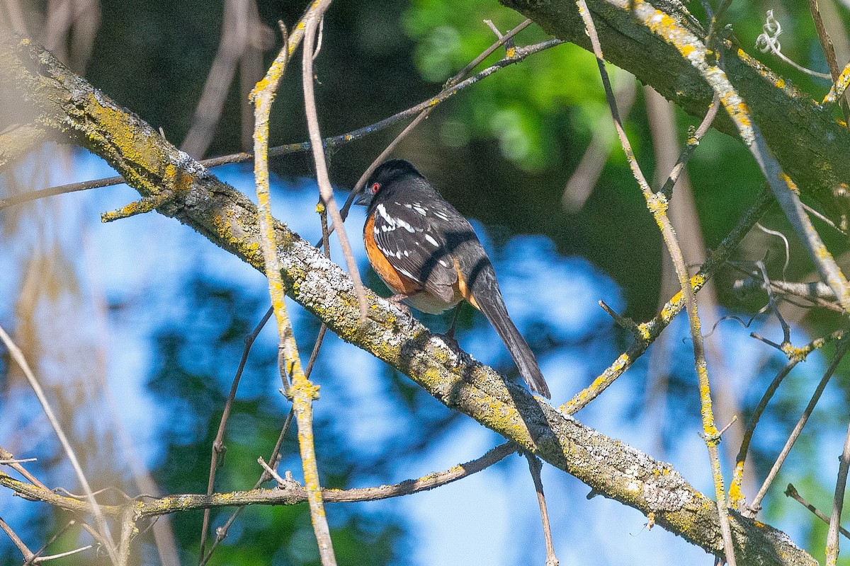 Spotted Towhee - ML618521280