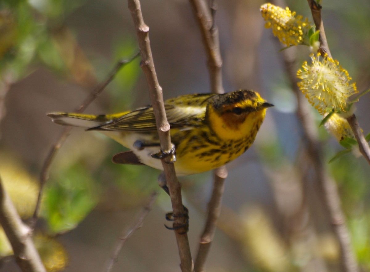 Cape May Warbler - ML618521281