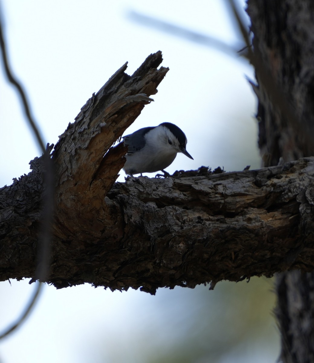 White-breasted Nuthatch - ML618521350