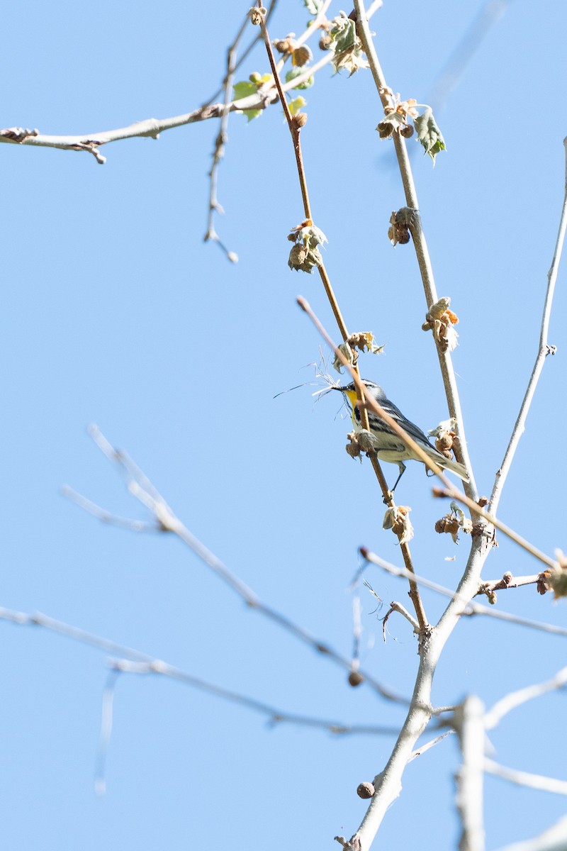 Yellow-throated Warbler - ML618521355