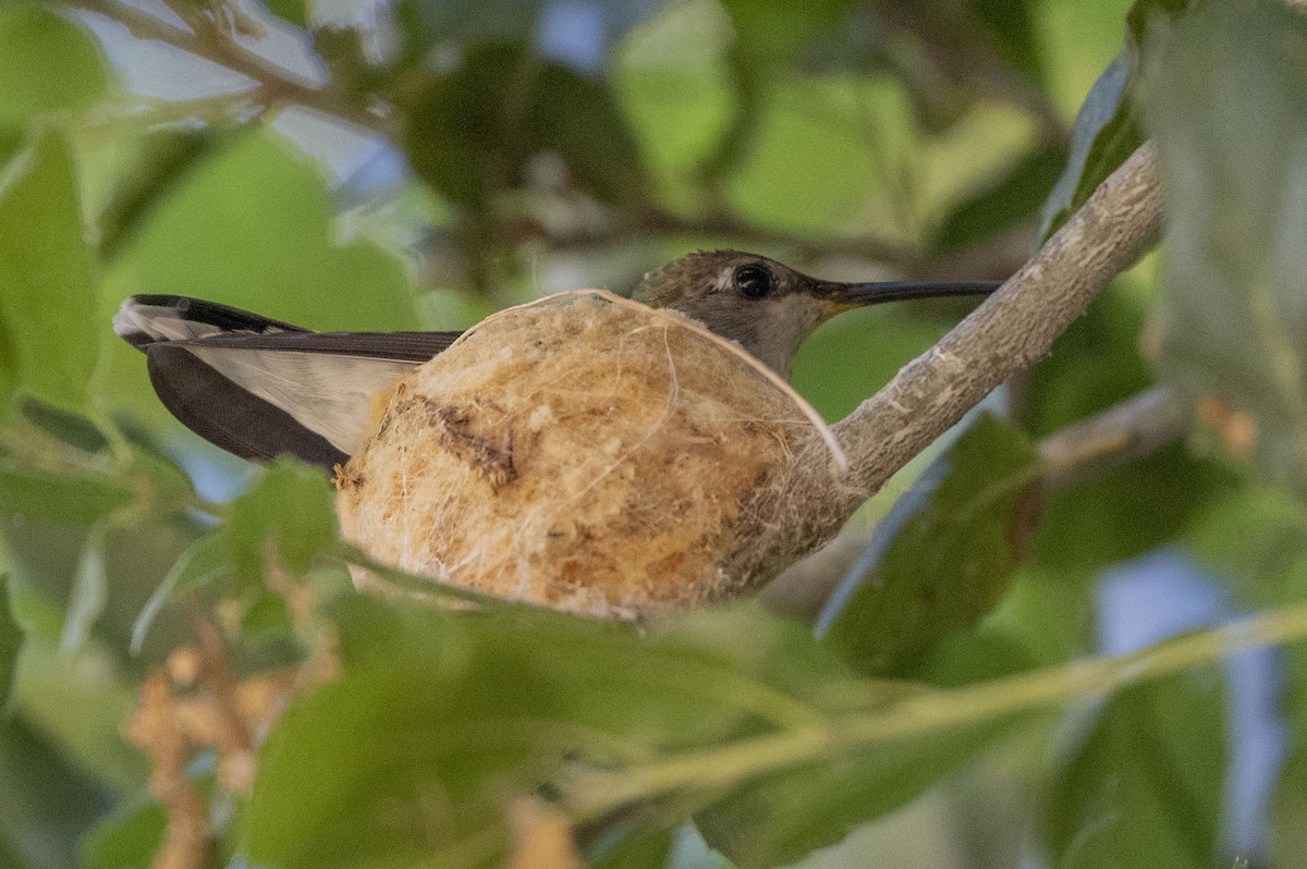 Black-chinned Hummingbird - ML618521360
